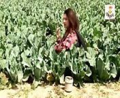 Desi Bhabhi has funny affair in fields from in the field
